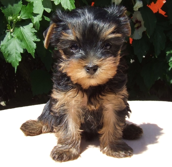 Yorkshire terrier kölykök eladók Yorkshire terrier kölykök eladók